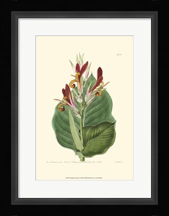 Framed Antique Canna II Print