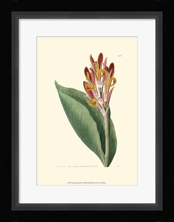 Framed Antique Canna III Print