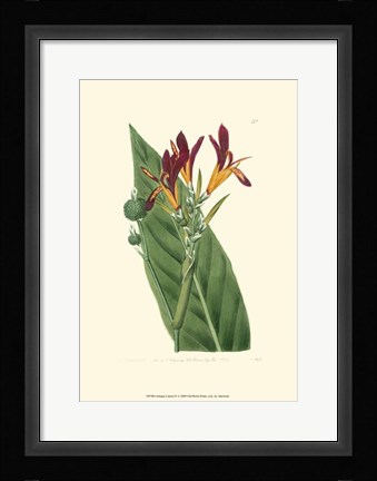 Framed Antique Canna IV Print