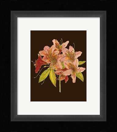 Framed Crimson Blooms II Print
