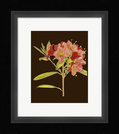 Framed Crimson Blooms IV Print