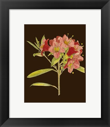 Framed Crimson Blooms IV Print