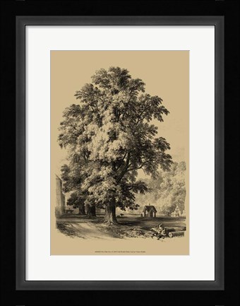 Framed Elm Tree Print