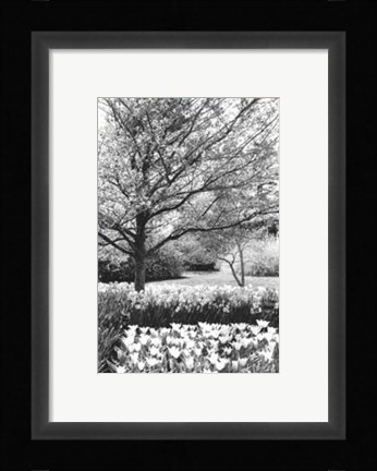 Framed Springtime Garden III Print