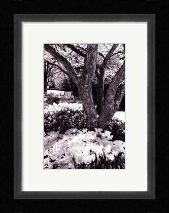 Framed Springtime Garden VI Print