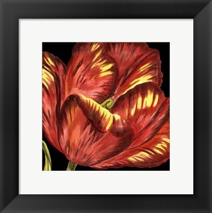 Framed Mini Transitional Tulip I Print