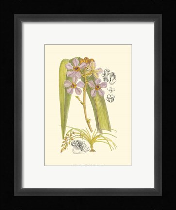 Framed Orchid Plenty V Print