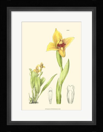 Framed Spring Bounty II Print