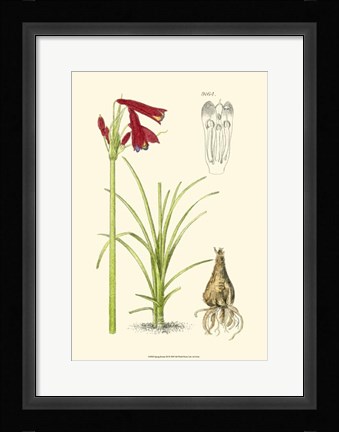 Framed Spring Bounty III Print
