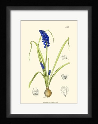 Framed Spring Bounty IV Print