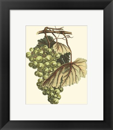 Framed Vintner's Varieties I Print