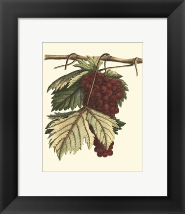 Framed Vintner's Varieties II Print