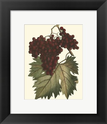Framed Vintner's Varieties III Print