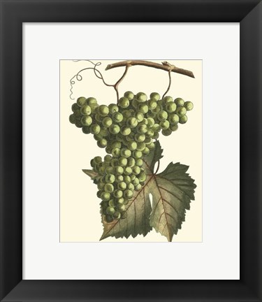 Framed Vintner's Varieties IV Print