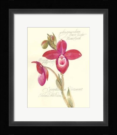 Framed Elissa's Garden II Print