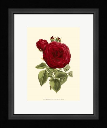 Framed Magnificent Rose I Print