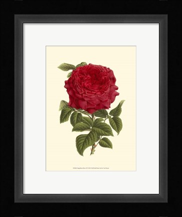 Framed Magnificent Rose II Print