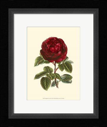 Framed Magnificent Rose III Print