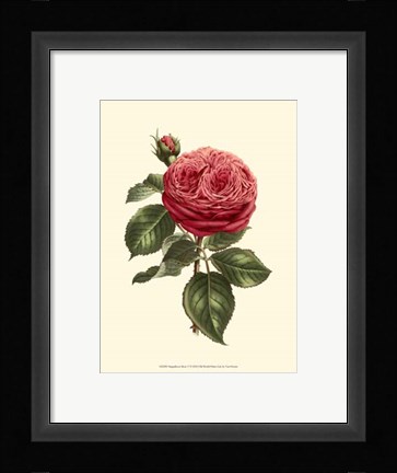 Framed Magnificent Rose V Print