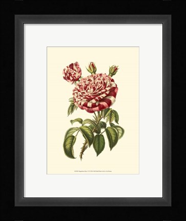 Framed Magnificent Rose VI Print
