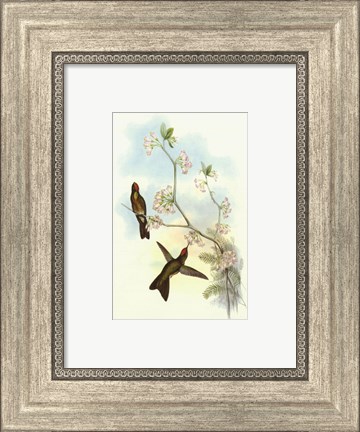 Framed Single Gould Hummingbird (IP) I Print