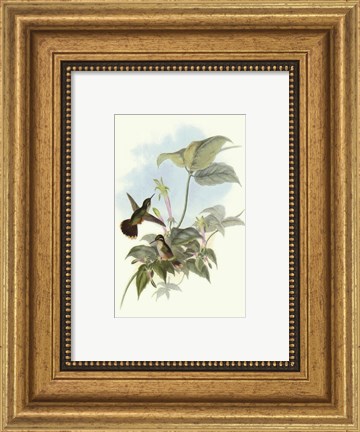 Framed Single Gould Hummingbird (IP) II Print
