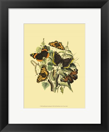 Framed Small Butterfly Gathering II Print