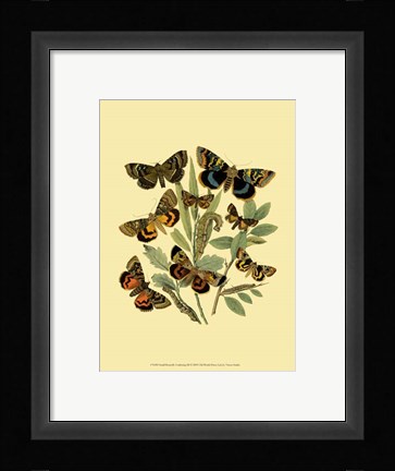 Framed Small Butterfly Gathering III Print