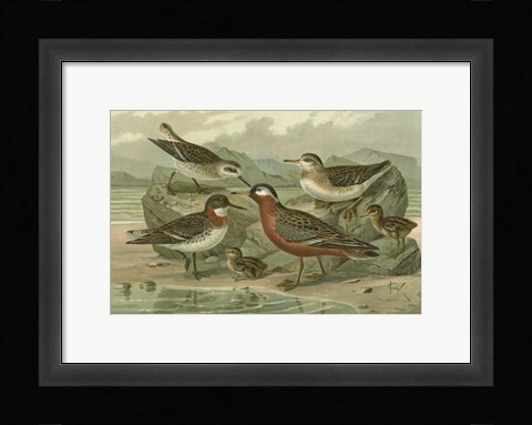 Framed Shore Gathering II Print