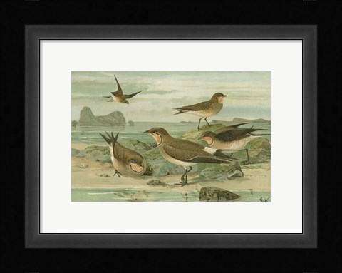 Framed Shore Gathering V Print