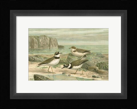 Framed Shore Gathering VI Print