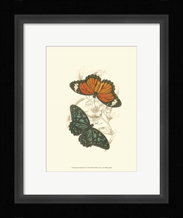 Framed Butterflies II Print