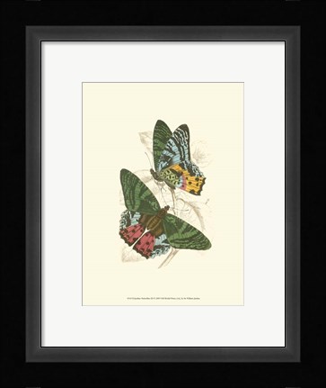 Framed Butterflies III Print