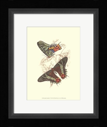 Framed Butterflies IV Print