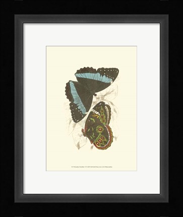 Framed Butterflies VI Print