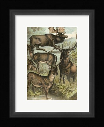 Framed Johnson's Deer &amp; Elk Print