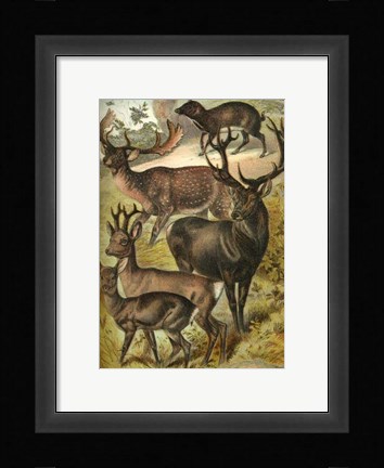Framed Johnson's Deer Print
