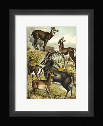 Framed Johnson's Antelope Print