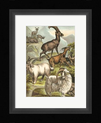 Framed Johnson's Goats Print
