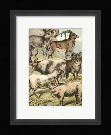 Framed Johnson's Sheep Print