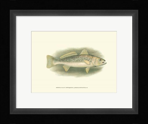Framed River Trout IV Print