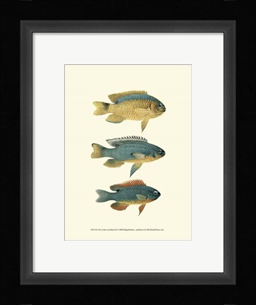 Framed Fish of the Coral Reef II Print