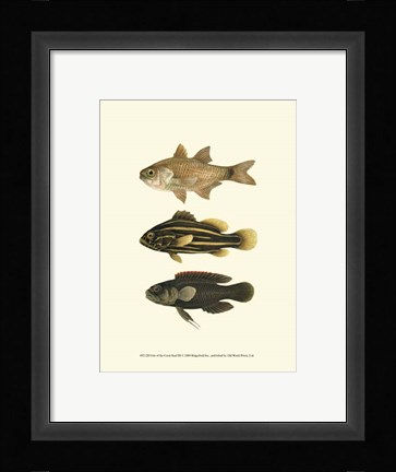 Framed Fish of the Coral Reef III Print