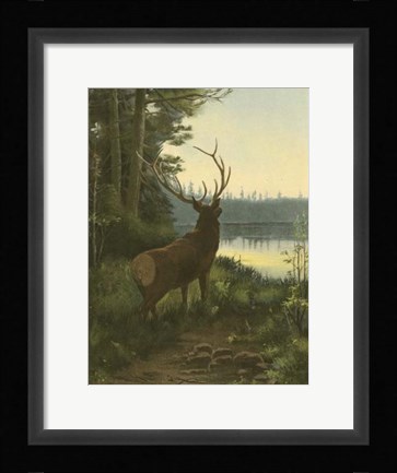 Framed Elk Print