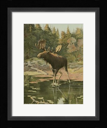 Framed Moose Print