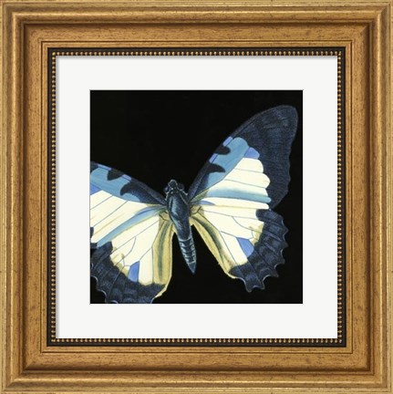 Framed Small Dramatic Butterflies I Print