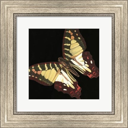 Framed Small Dramatic Butterflies III Print