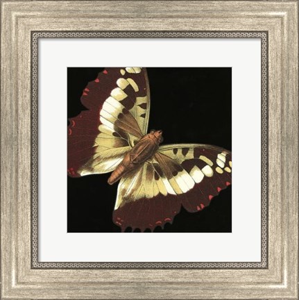 Framed Small Dramatic Butterflies IV Print