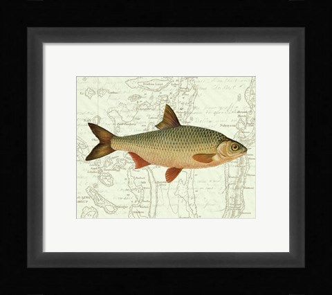 Framed Freshwater III Print