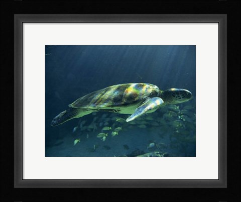 Framed Aegean Sea Turtles I Print